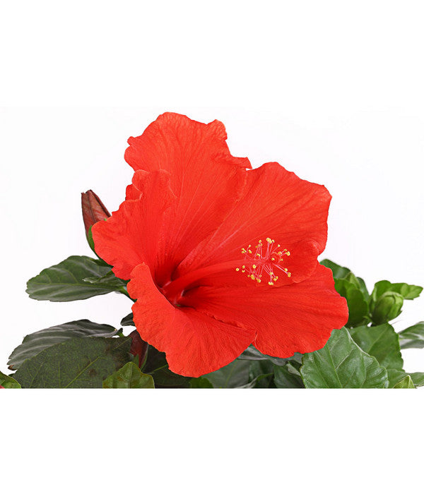  Zimmerhibiskus - Hibiscus Rosa-sinensis, Stämmchen, Verschiedene Sorten