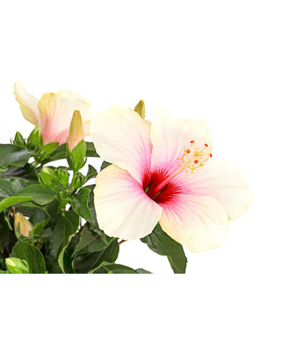  Zimmerhibiskus - Hibiscus Rosa-sinensis, Stämmchen, Verschiedene Sorten