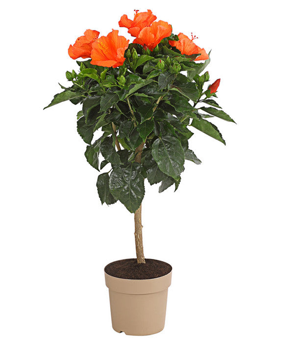  Zimmerhibiskus - Hibiscus Rosa-sinensis, Stämmchen, Verschiedene Sorten