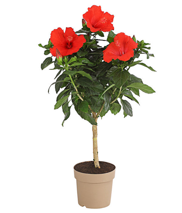  Zimmerhibiskus - Hibiscus Rosa-sinensis, Stämmchen, Verschiedene Sorten