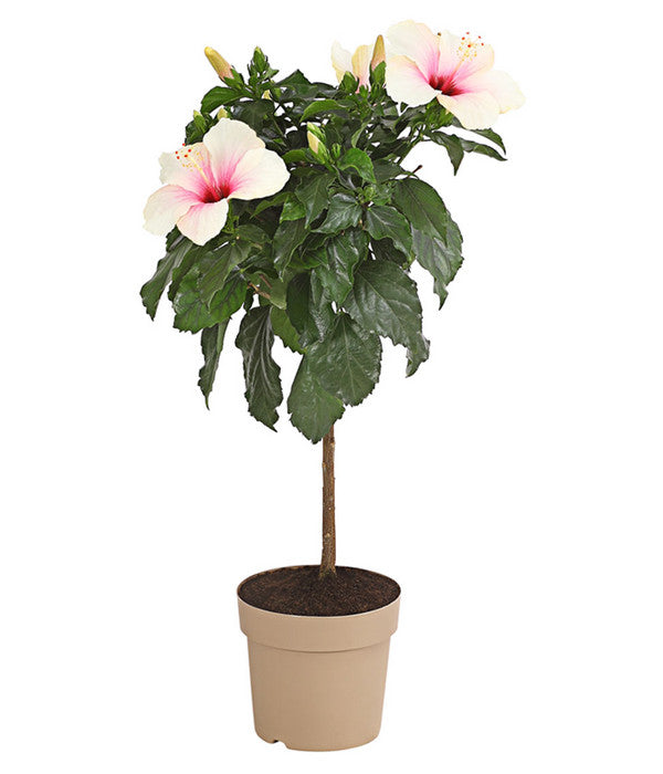  Zimmerhibiskus - Hibiscus Rosa-sinensis, Stämmchen, Verschiedene Sorten