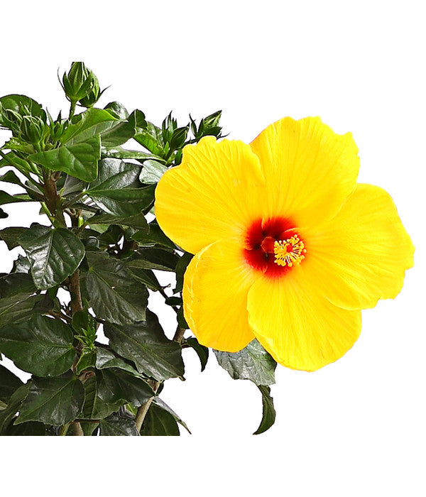  Zimmerhibiskus - Hibiscus Rosa-sinensis, Stämmchen, Verschiedene Sorten