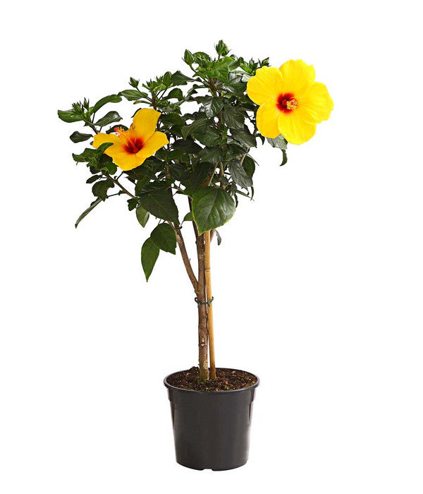  Zimmerhibiskus - Hibiscus Rosa-sinensis, Stämmchen, Verschiedene Sorten