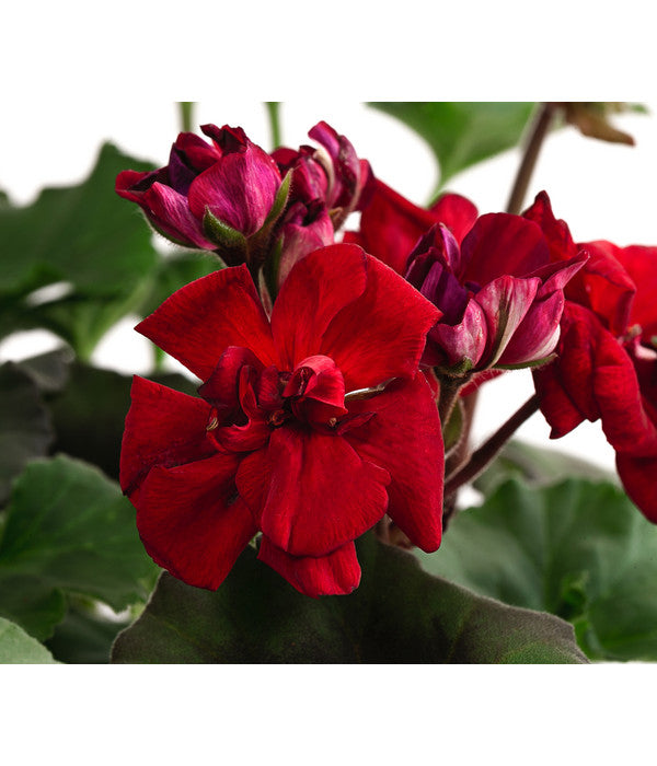  Stehende Geranie, Rot