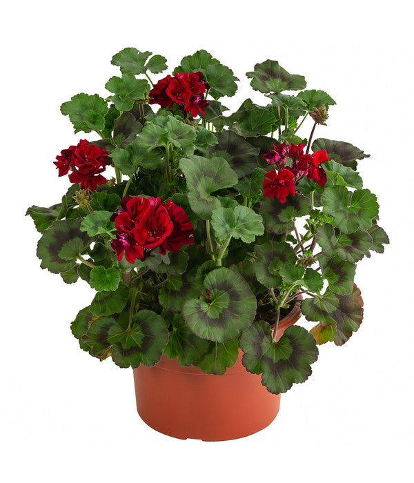  Stehende Geranie, Rot
