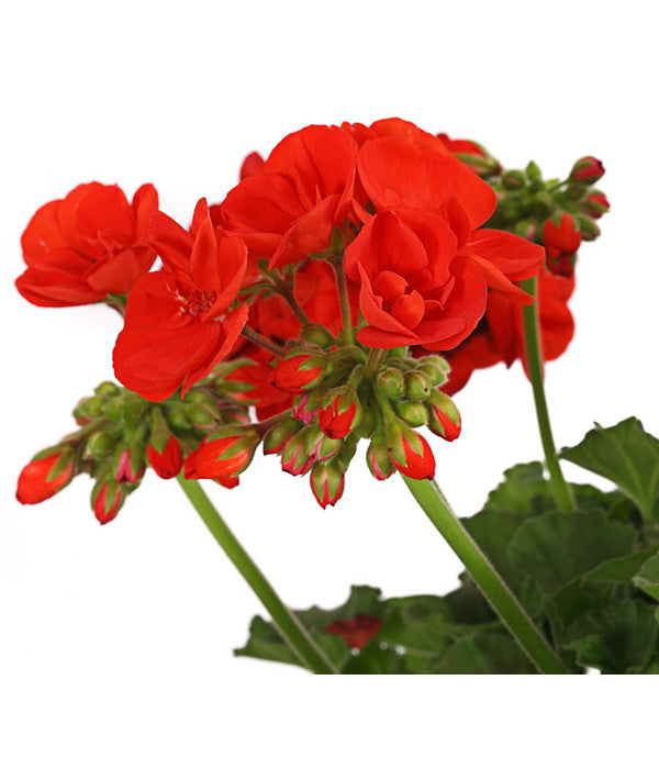  Geranie, Stämmchen, Verschiedene Farben