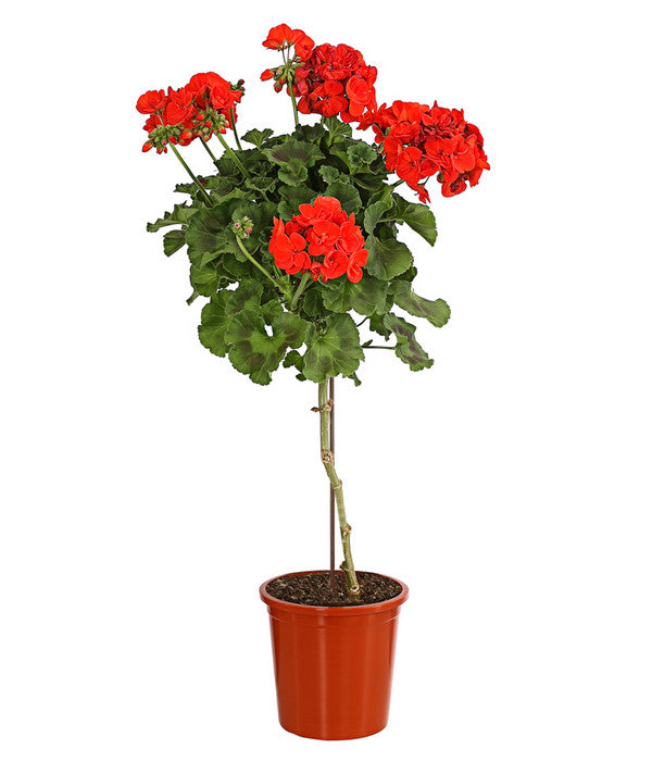 Geranie, Stämmchen, Verschiedene Farben