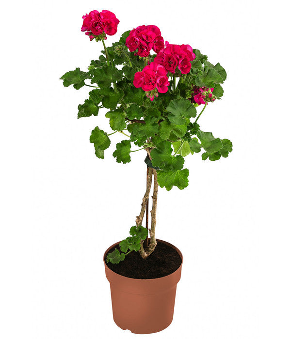  Geranie, Stämmchen, Verschiedene Farben