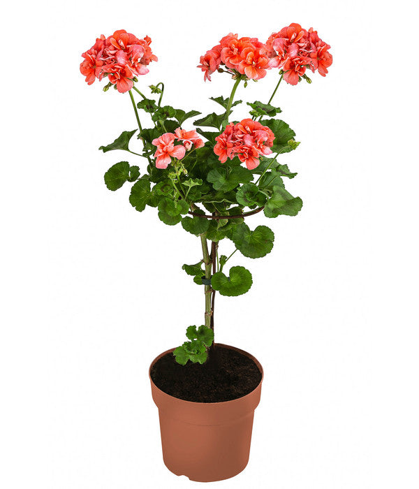  Geranie, Stämmchen, Verschiedene Farben