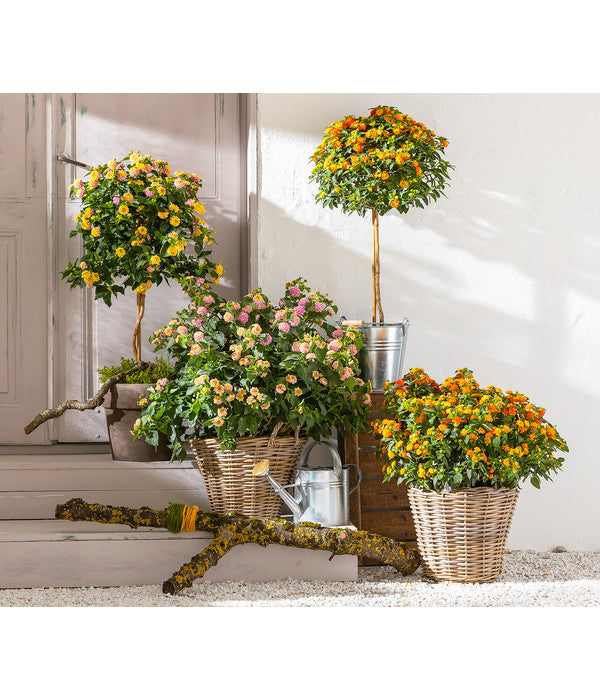  Wandelröschen, Stämmchen