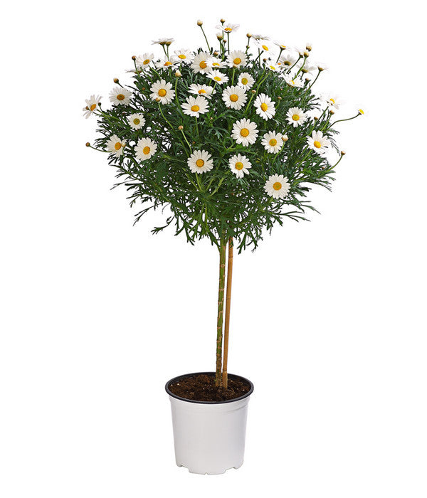  Margerite, Stämmchen, Weiß