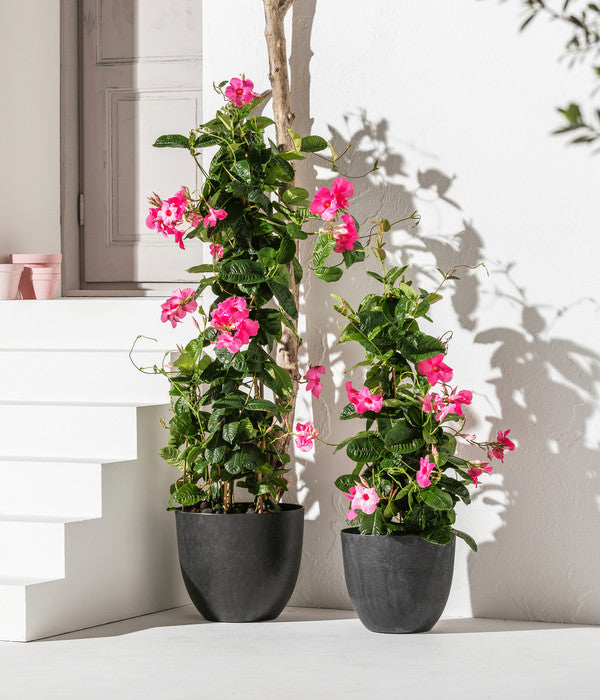  Dipladenie, Pyramide, Rosa
