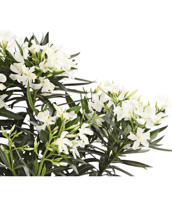  XXL Oleander, Verschiedene Sorten, Ca. 130-150 Cm