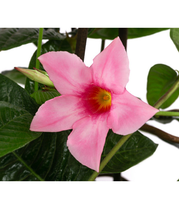  Dipladenie, Pyramide, Rosa