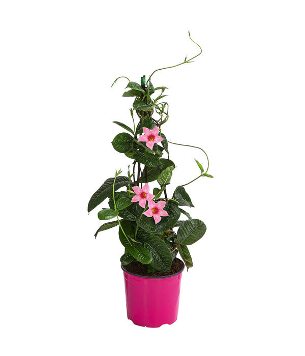  Dipladenie, Pyramide, Rosa
