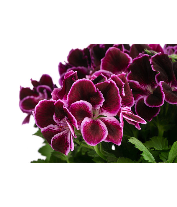  Edelpelargonie, Verschiedene Farben