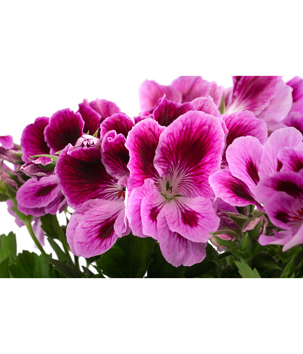 Edelpelargonie, Verschiedene Farben
