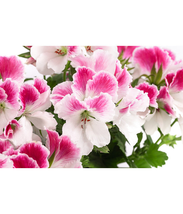  Edelpelargonie, Verschiedene Farben