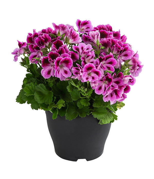  Edelpelargonie, Verschiedene Farben