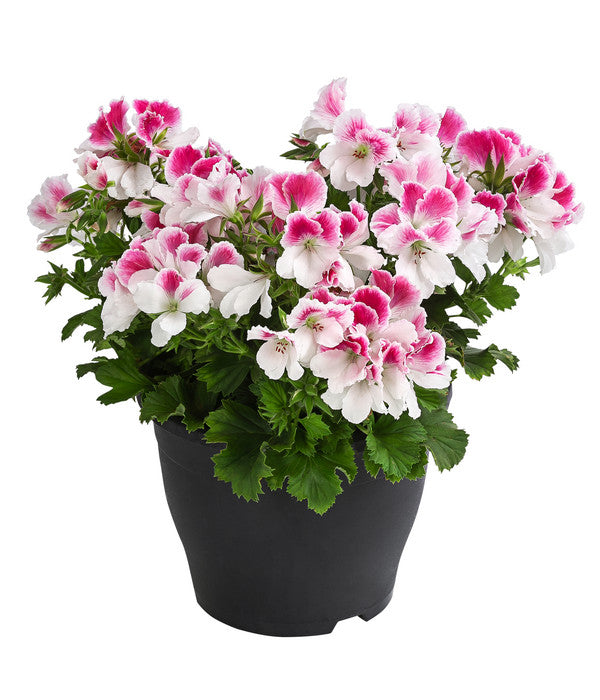  Edelpelargonie, Verschiedene Farben