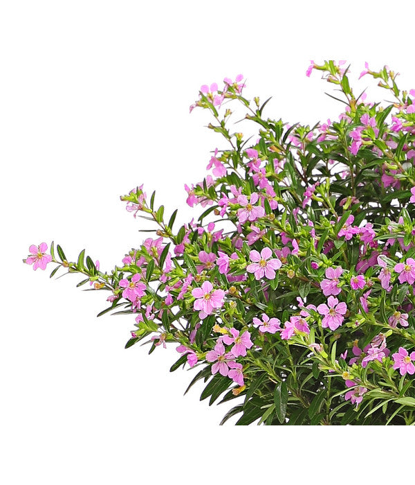 Köcherblümchen, Busch, Verschiedene Farben