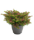  Köcherblümchen, Busch, Verschiedene Farben