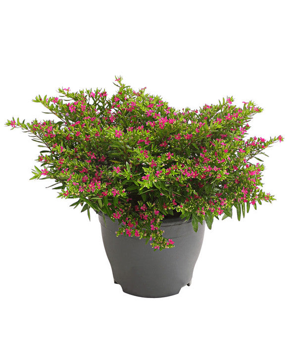  Köcherblümchen, Busch, Verschiedene Farben