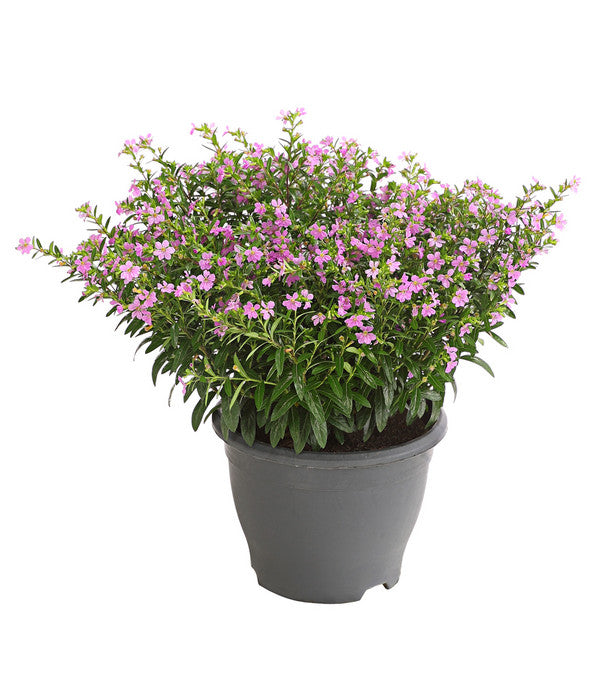  Köcherblümchen, Busch, Verschiedene Farben