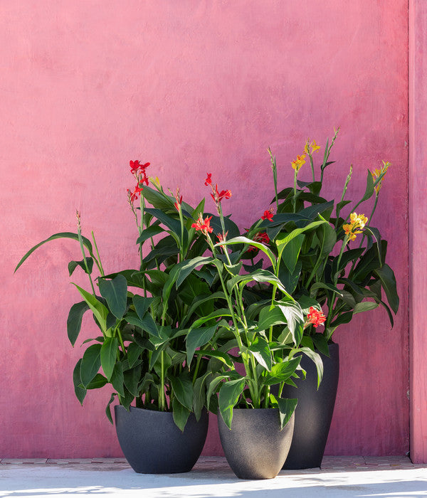  Indisches Blumenrohr, Verschiedene Sorten