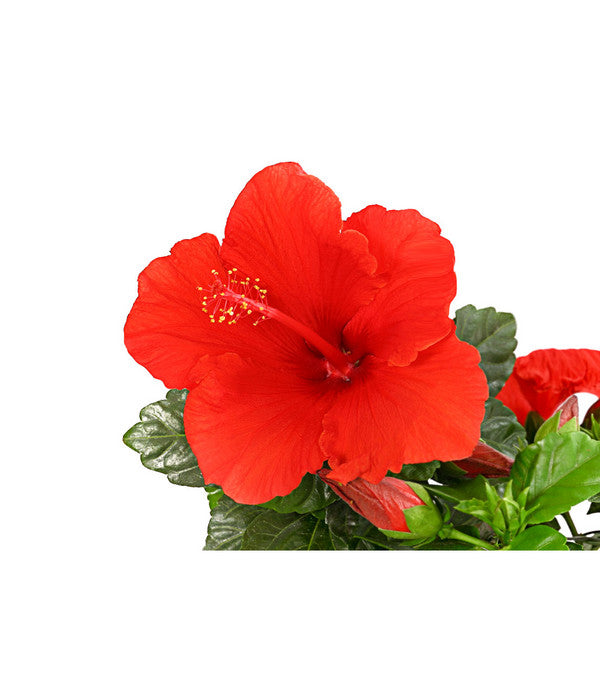  Zimmerhibiskus - Hibiscus Rosa-sinensis, Verschiedene Sorten