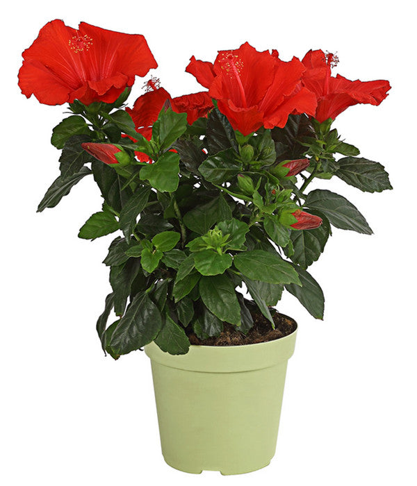  Zimmerhibiskus - Hibiscus Rosa-sinensis, Verschiedene Sorten
