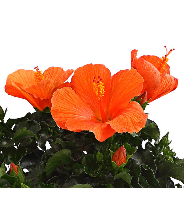  Zimmerhibiskus - Hibiscus Rosa-sinensis, Verschiedene Sorten