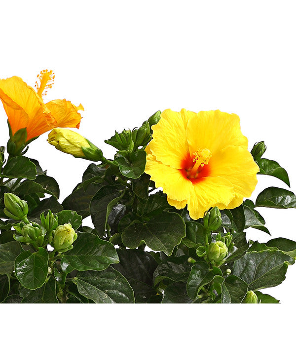  Zimmerhibiskus - Hibiscus Rosa-sinensis, Verschiedene Sorten