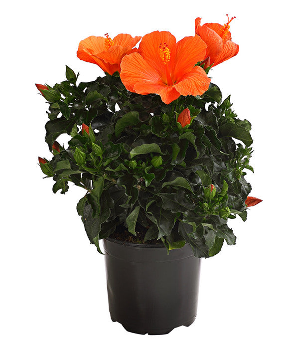 Zimmerhibiskus - Hibiscus Rosa-sinensis, Verschiedene Sorten