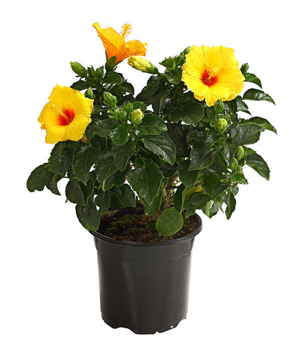  Zimmerhibiskus - Hibiscus Rosa-sinensis, Verschiedene Sorten