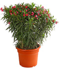  XXL Oleander, Verschiedene Sorten, Ca. 130-150 Cm
