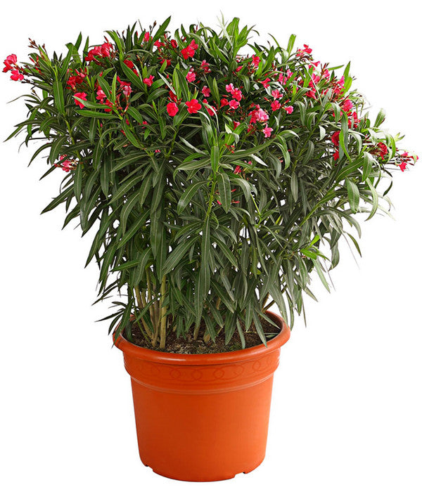  XXL Oleander, Verschiedene Sorten, Ca. 130-150 Cm