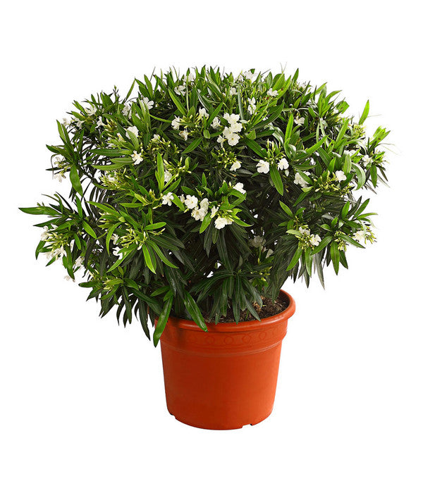  XXL Oleander, Verschiedene Sorten, Ca. 130-150 Cm