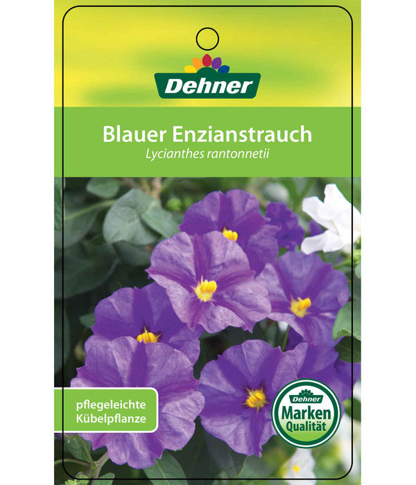  Enzianstrauch, Busch