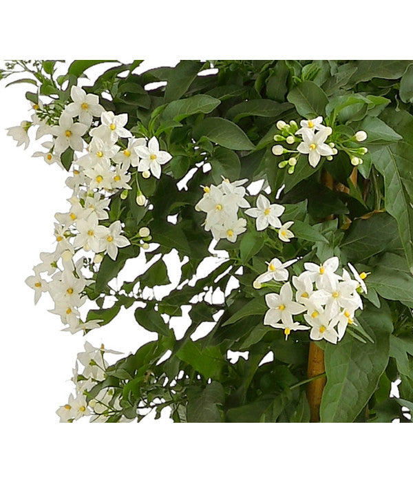  Jasminblütiger Nachtschatten, Säule