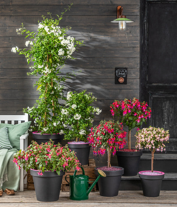  Fuchsie, Verschiedene Sorten