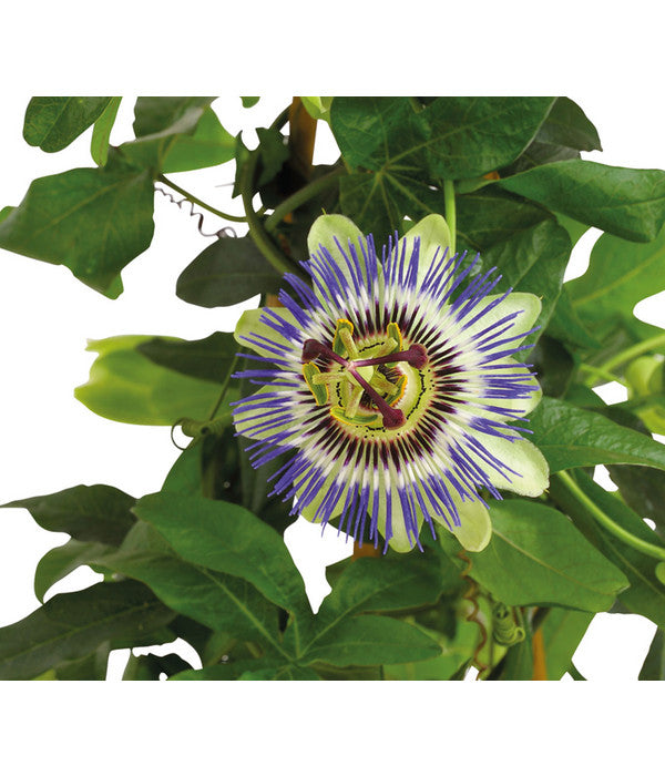  Passionsblume, Pyramide
