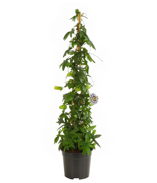  Passionsblume, Pyramide