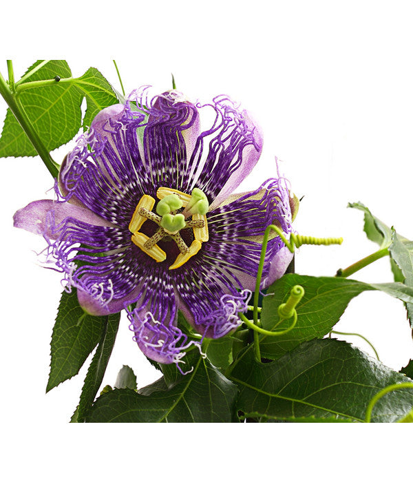 Passionsblume, Pyramide