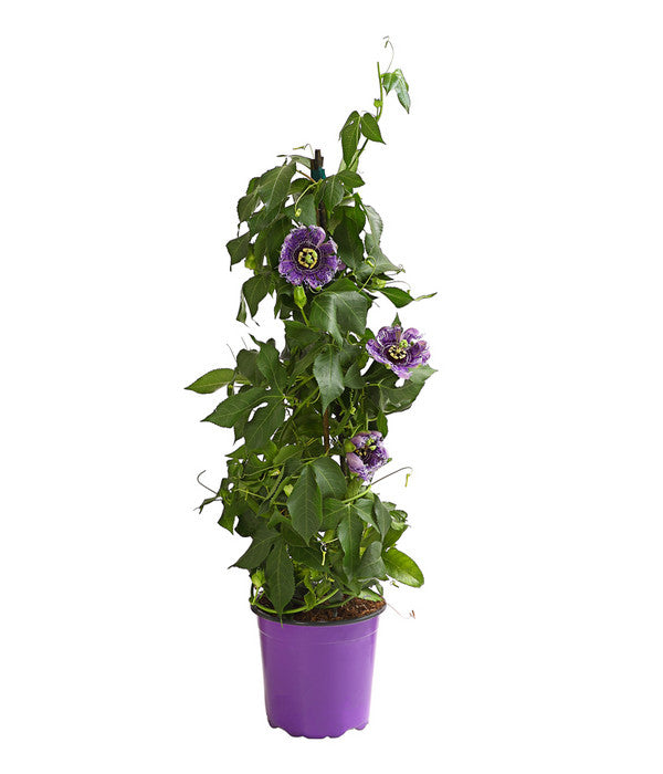  Passionsblume, Pyramide