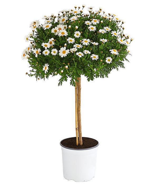  Margerite 'Bofinger', Stämmchen