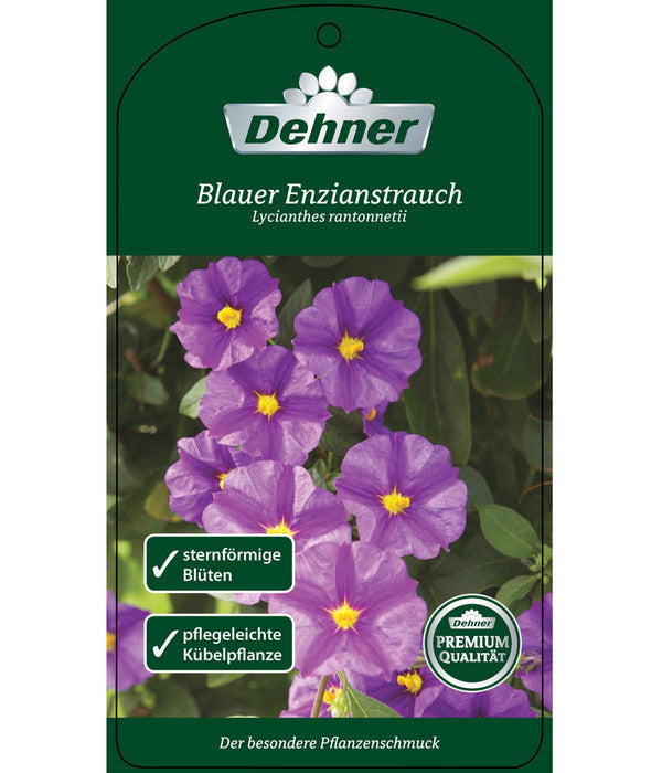  Blauer Enzianstrauch