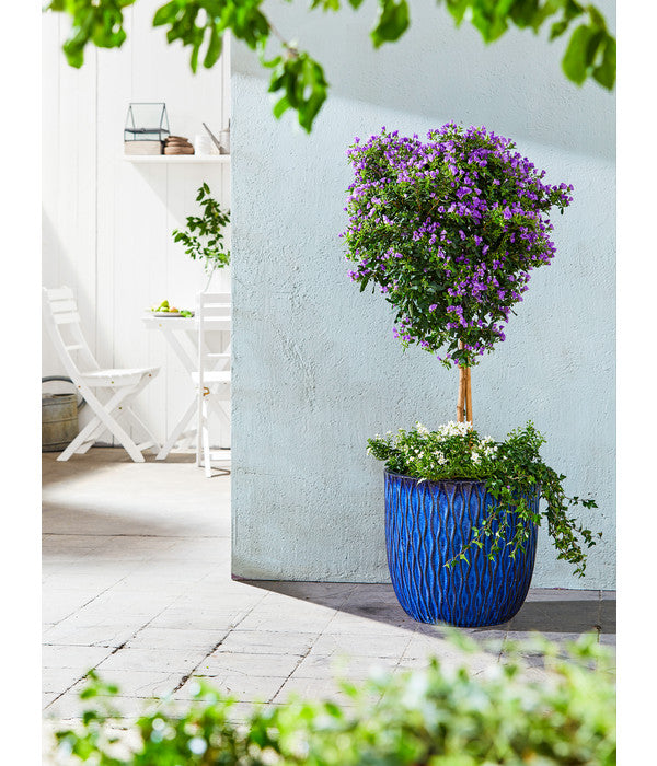  Blauer Enzianstrauch