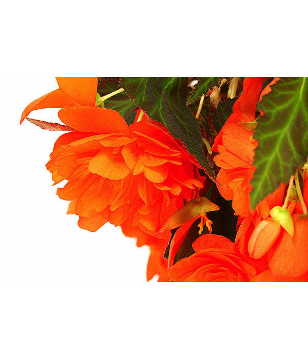  Hängebegonie 'Belina®', Ampel