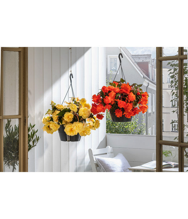  Hängebegonie 'Belina®', Ampel